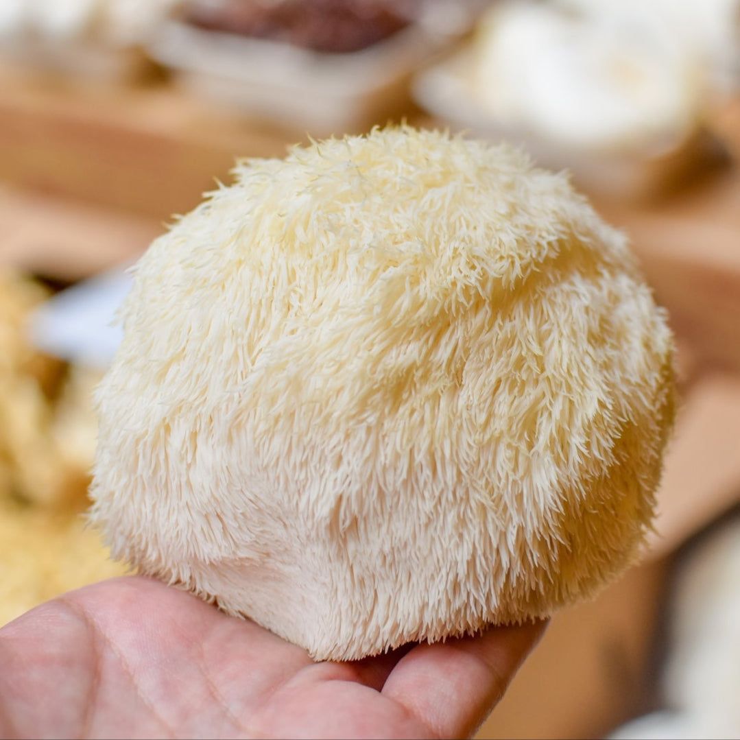 Lion's Mane for Focus & Brain Health: What Science Shows