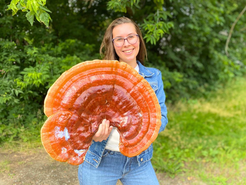 Reishi Mushroom for Sleep: How It Works & What Research Shows